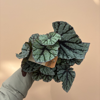 Begonia Fedor