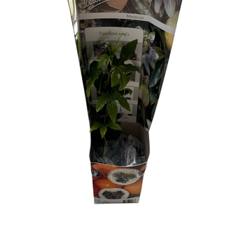 Passiflora edulis - çarkıfelek meyvesi fidanı