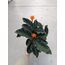 Calathea Crocata