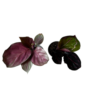 2’li Mini Calathea Seti