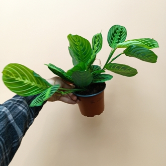 Maranta Lemon Lime 