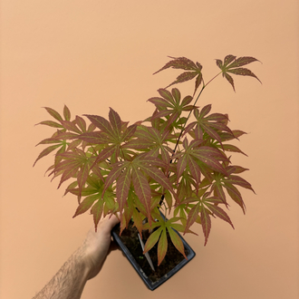 Acer Bonsai Deshojo
