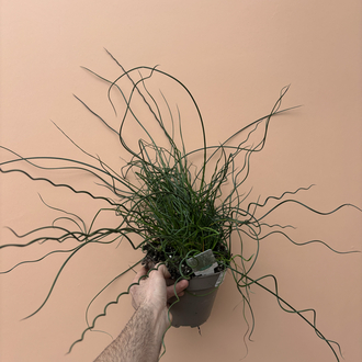 Juncus Effusus Spiralis 