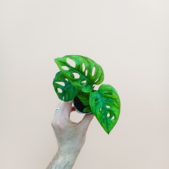 Mini Monstera Adansonii 