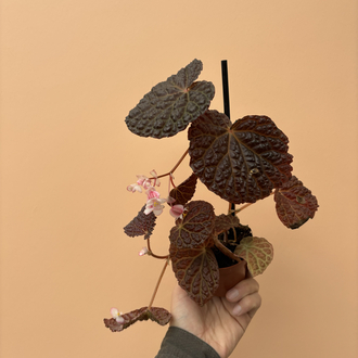 Begonia baik x dracopelta