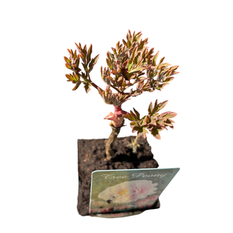 Paeonia suffruticosa - Şakayık Fidanı