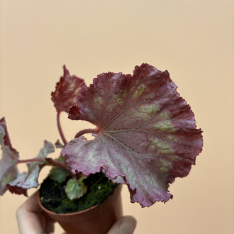 Begonia Pink Panther