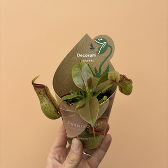 Nepenthes Hookeriana 