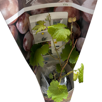Vitis - Kırmızı üzüm fidanı