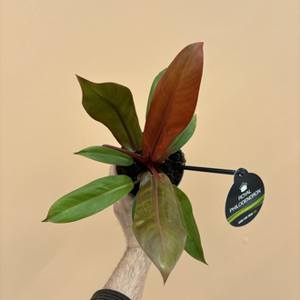 Philodendron Cherry Red 