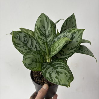Aglaonema Jungle Silver 