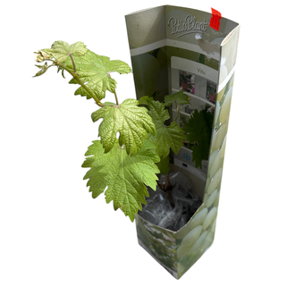 Vitis - Beyaz üzüm fidanı 