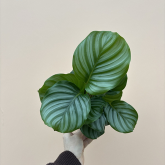 Calathea Orbifolia