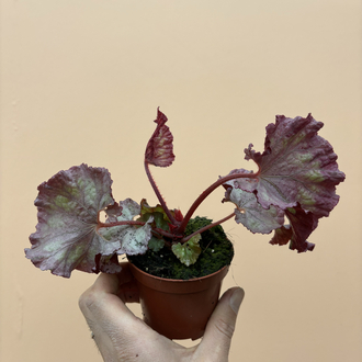 Begonia Pink Panther
