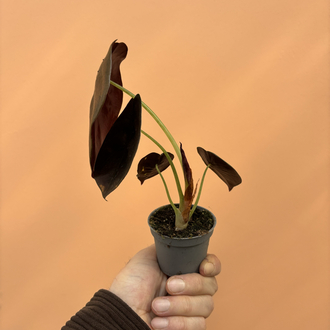 Mini Alocasia Cuprea 'Red Secret'
