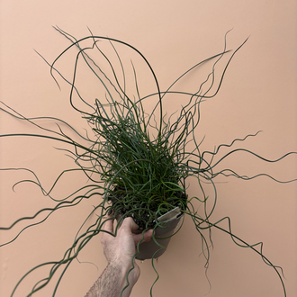 Juncus Effusus Spiralis 