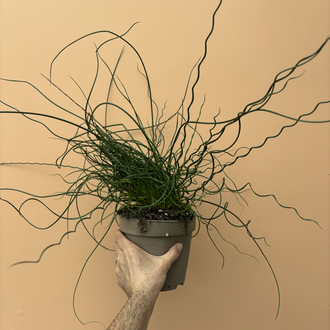 Juncus Effusus Spiralis 