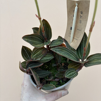 Ludisia Discolor 