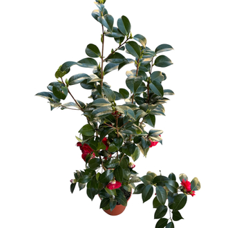Camelia Japonica - Japon Kamelyası
