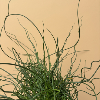 Juncus Effusus Spiralis 