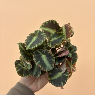 Begonia Cleopatra