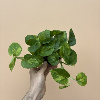 Epipremnum global Green