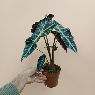 Alocasia Polly 