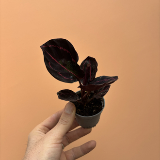 Mini Calathea Roseopicta Dottie