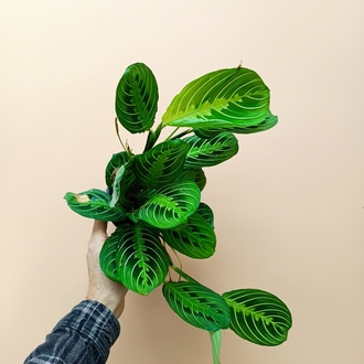 Maranta Lemon Lime 