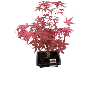 Acer Palmatum Atropurpureum