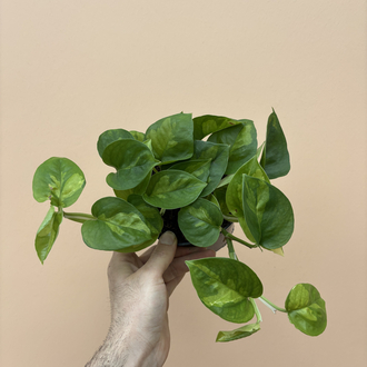 Epipremnum global Green