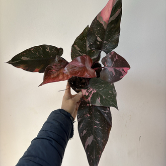 Philodendron Pink Prenses Marble