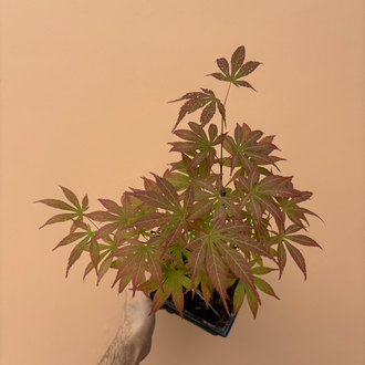 Acer Bonsai Deshojo