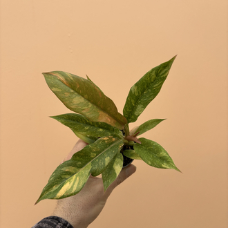 Philodendron Ring of fire variegata 