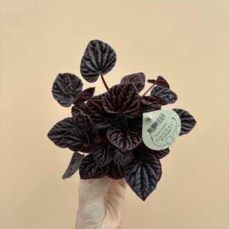 Peperomia Red Luna