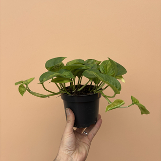 Epipremnum global Green