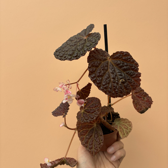 Begonia baik x dracopelta