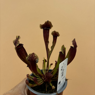 Sarracenia x mitchelliana