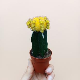 Gymnocalycium mihanovichii Aşılı Kaktüsler Sarı