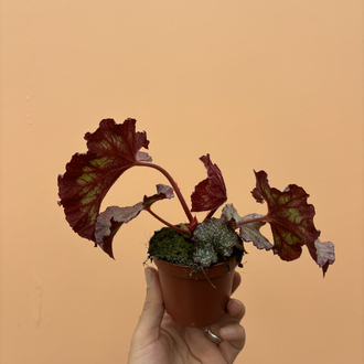 Begonia Pink Panther