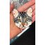 kedi broş