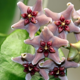 Hoya Vitiensis Köksüz Dal