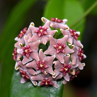 Hoya Vitiensis Köksüz Dal