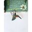 Hummingbird Broş