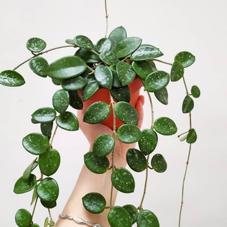 Hoya mathilde Köksüz Dal