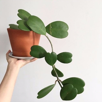 Hoya Kerrii Köksüz Dal