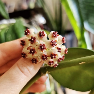 Hoya Kerrii Köksüz Dal