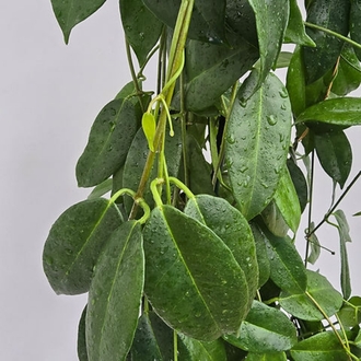 Hoya Vitiensis Köksüz Dal
