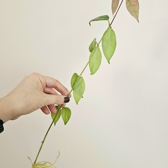 Hoya İris Marie Köklü Dal