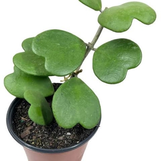 Hoya Kerrii Köksüz Dal